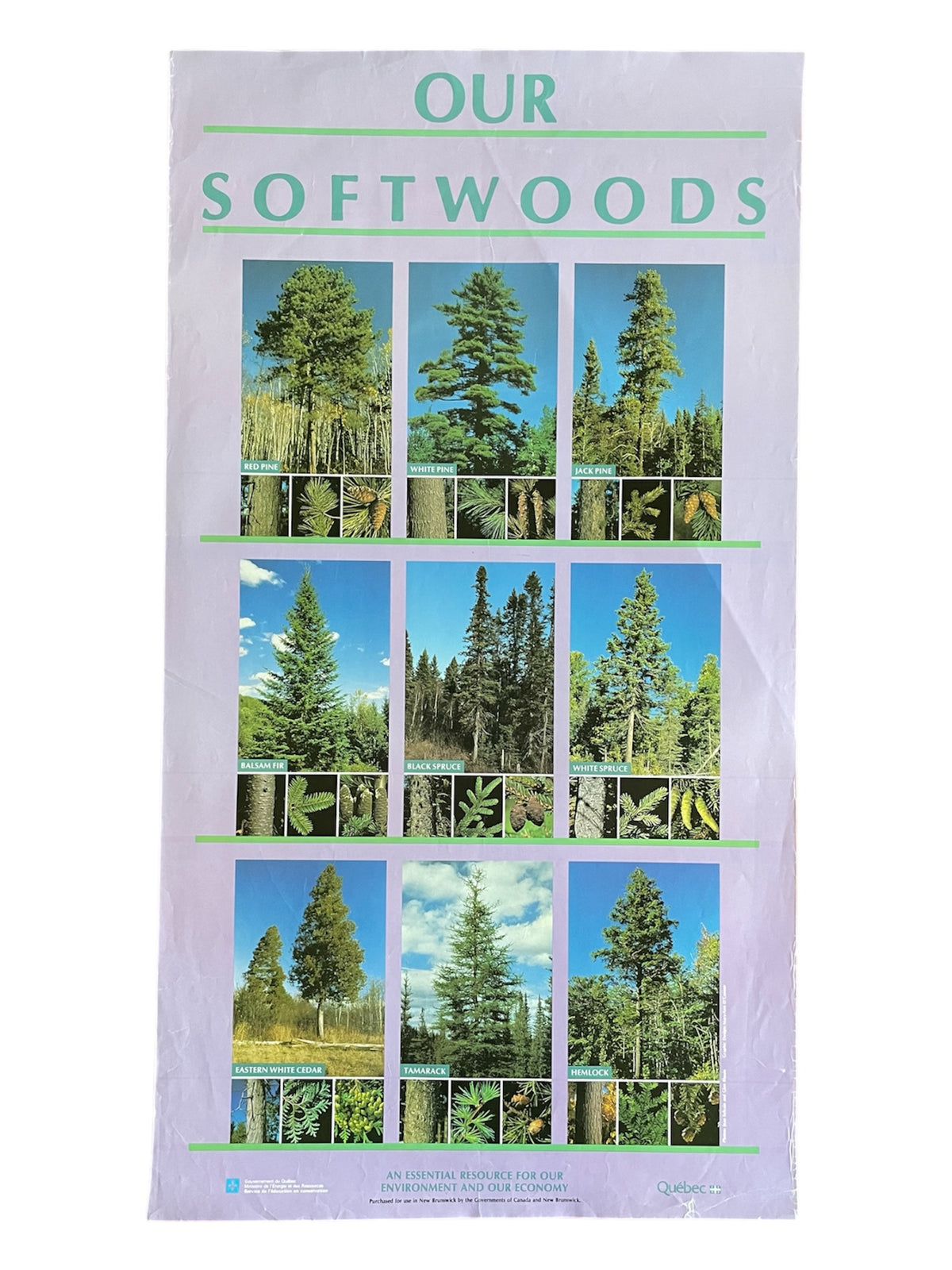 OUR SOFTWOODS