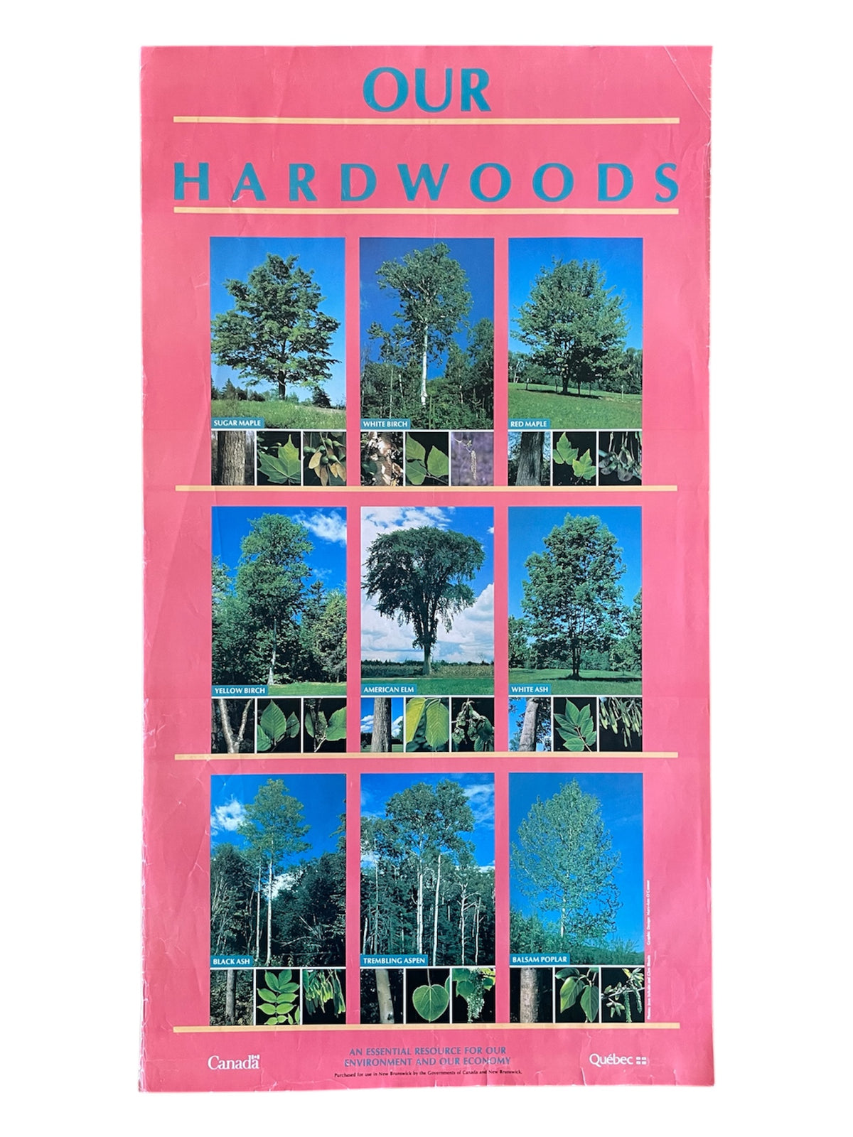 OUR HARDWOODS
